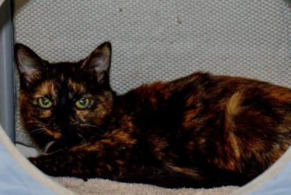 Carol, Adoptable, Kitten Female Domestic Short Hair & Domestic Short Hair.