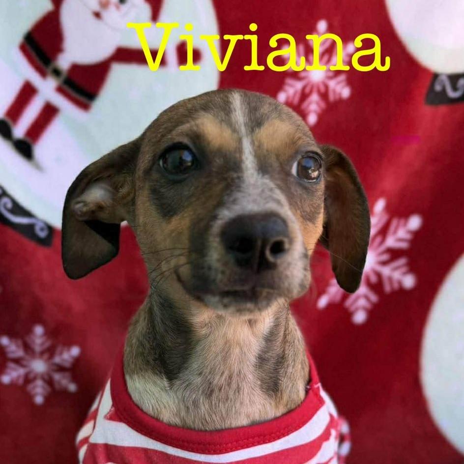 Viviana, a Adoptable mixed breed in Albany, NY image 3/6