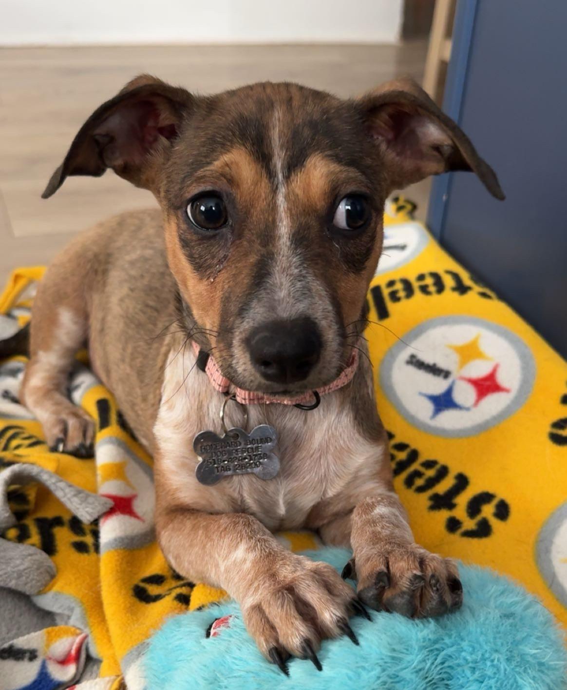 Viviana, a Adoptable mixed breed in Albany, NY image 6/6