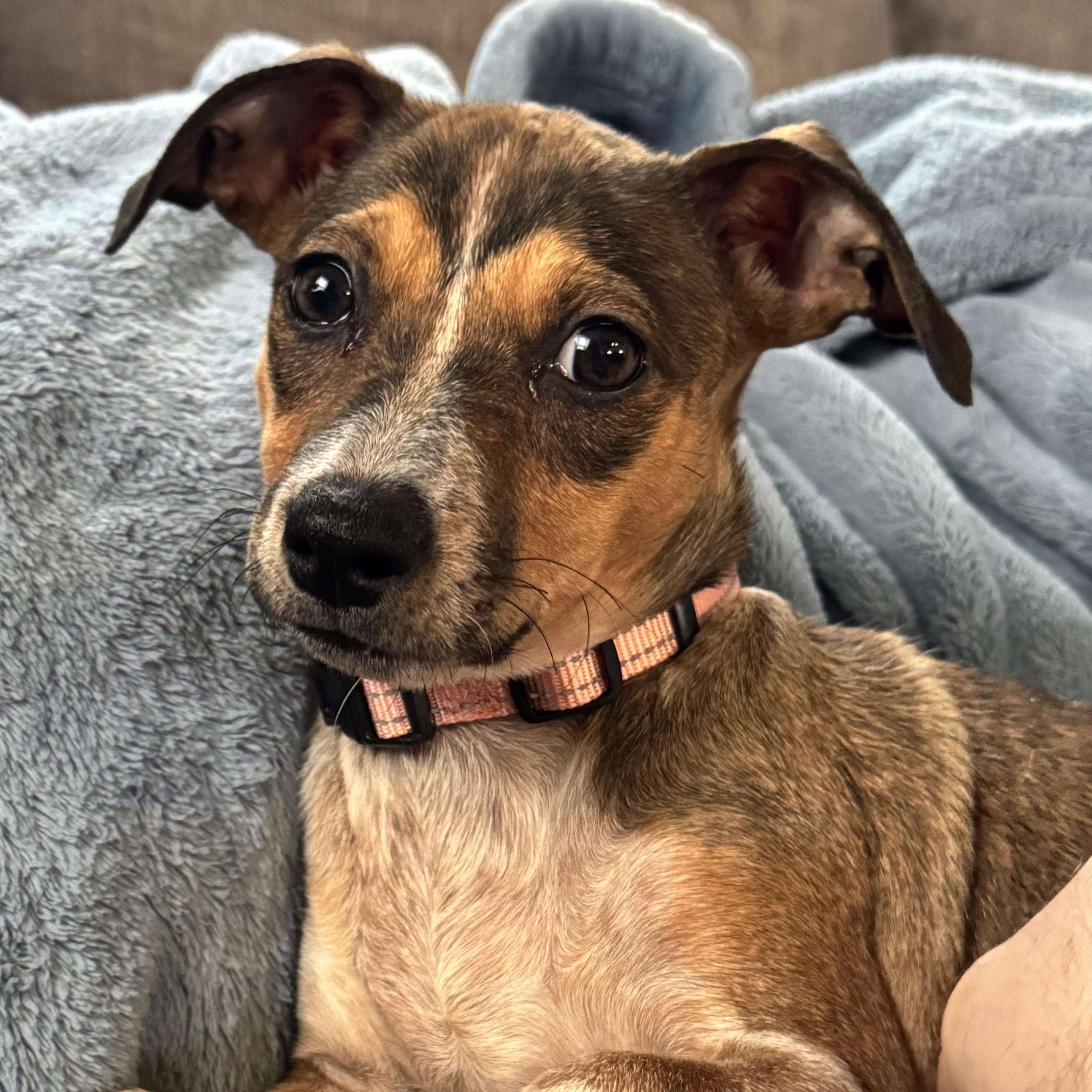 Viviana, Adoptable, Puppy Female Chihuahua.