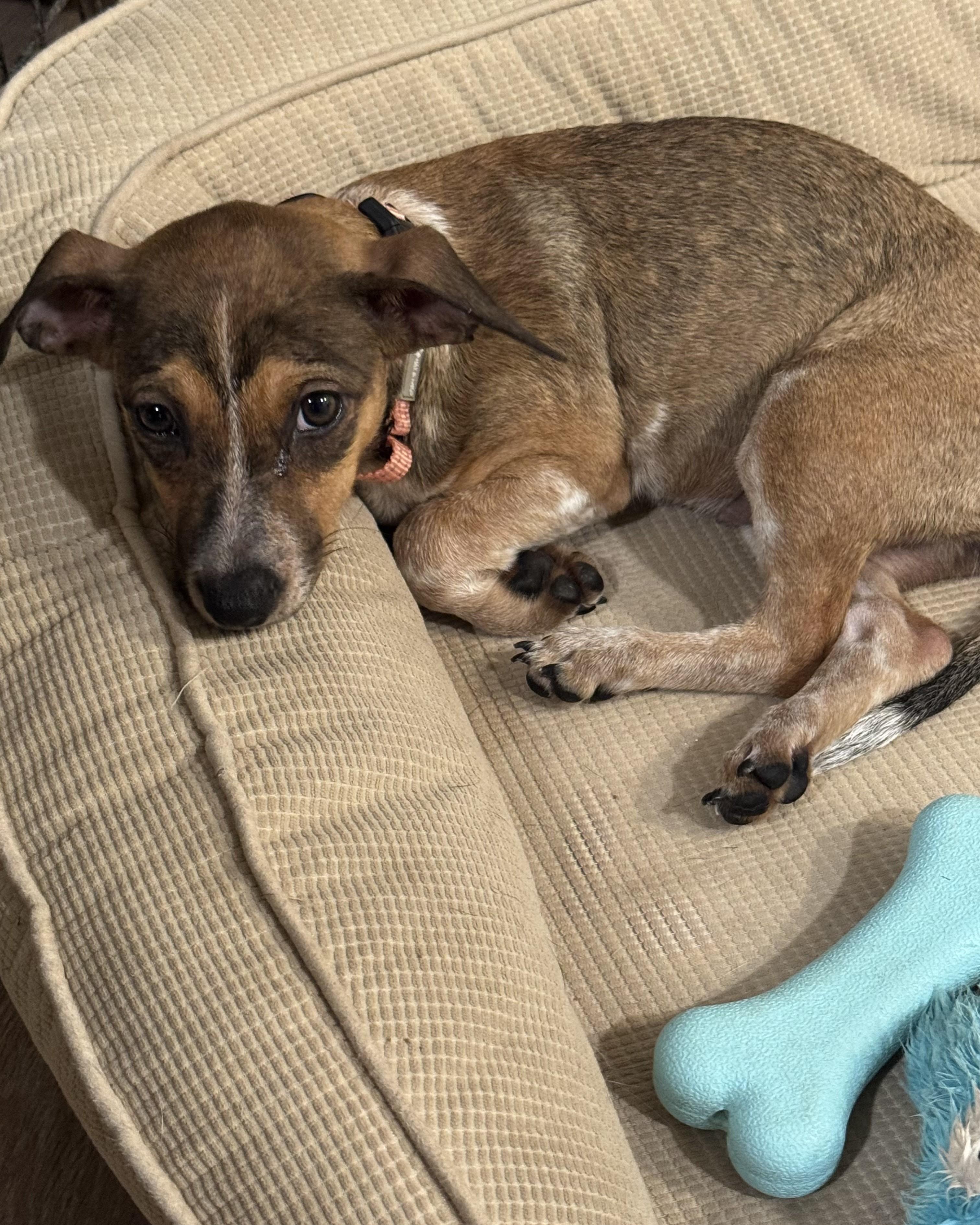 Viviana, a Adoptable mixed breed in Albany, NY image 5/6