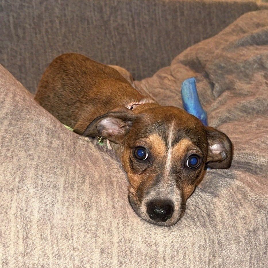 Viviana, a Adoptable mixed breed in Albany, NY image 4/6