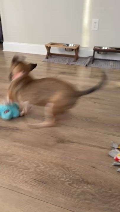 Enlarge Viviana, a Adoptable mixed breed in Albany, NY video 2/6