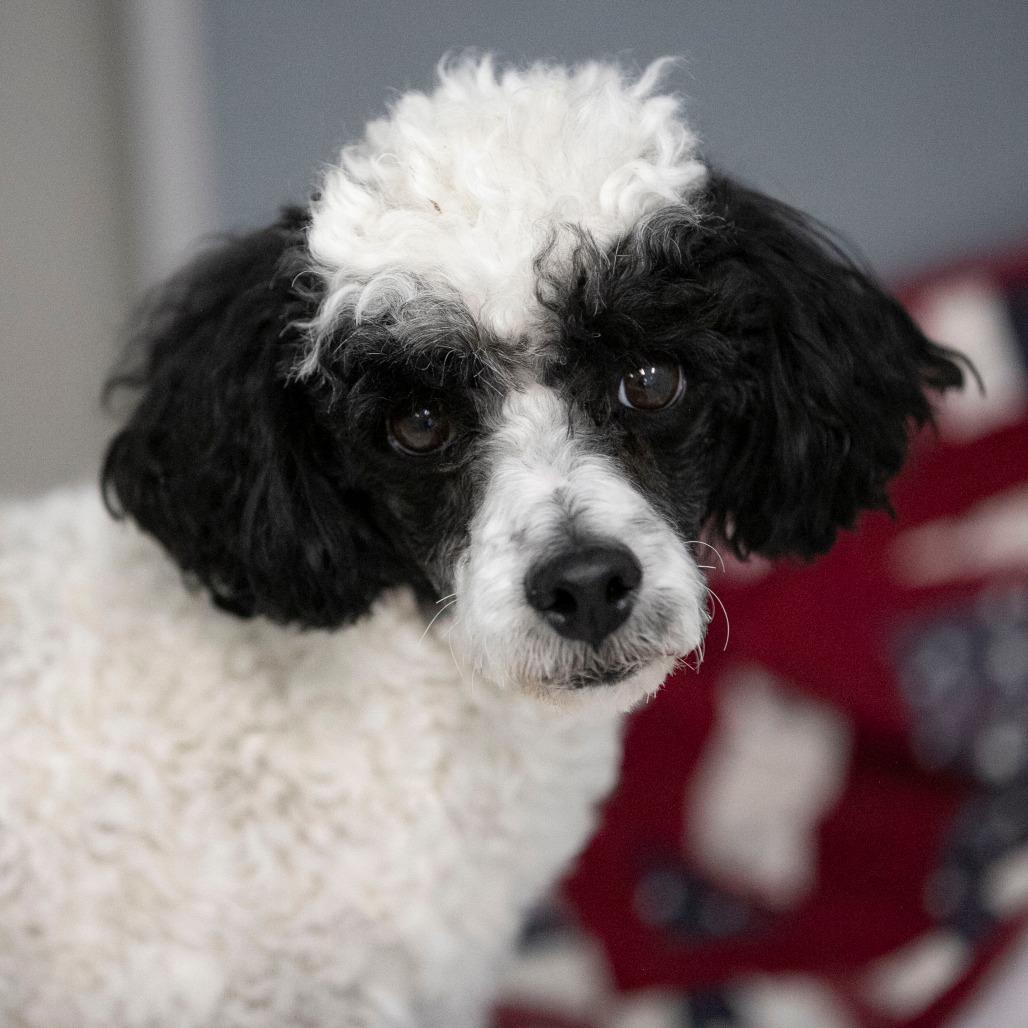 Enlarge Samson (F26-79), a Adoptable Poodle in Peyton, CO image 1/6
