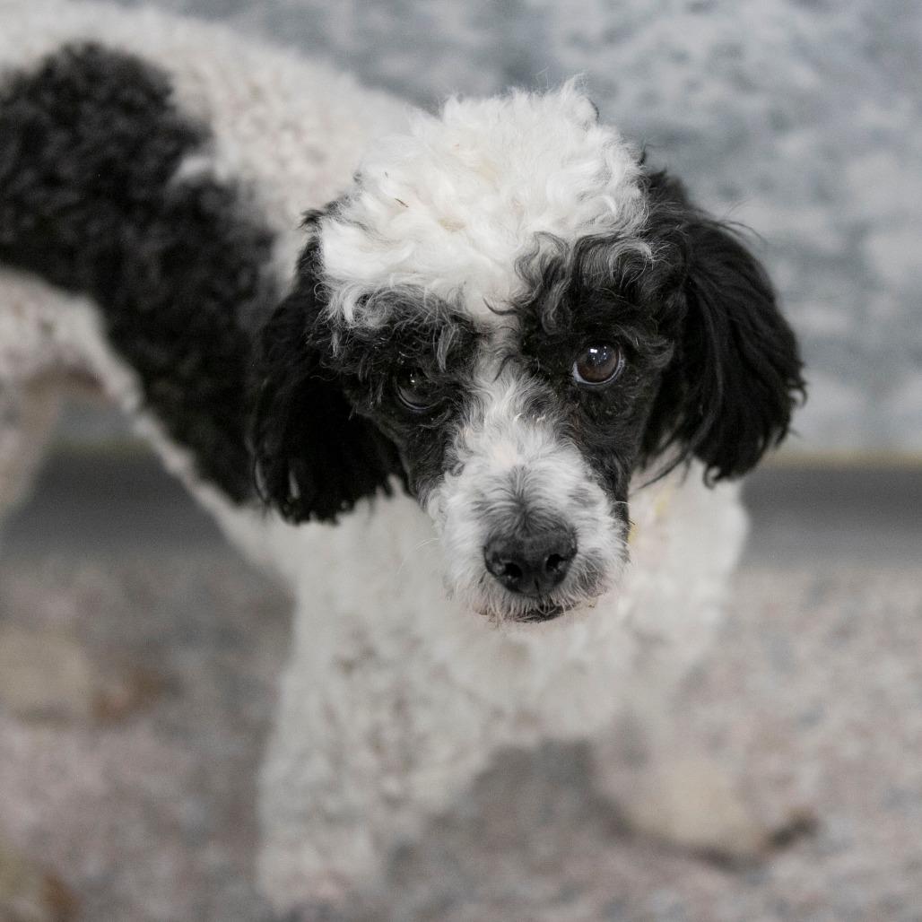 Enlarge Samson (F26-79), a Adoptable Poodle in Peyton, CO image 2/6