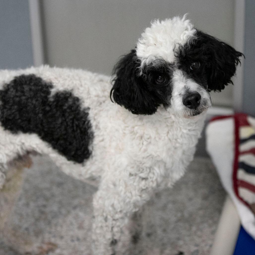 Enlarge Samson (F26-79), a Adoptable Poodle in Peyton, CO image 3/6