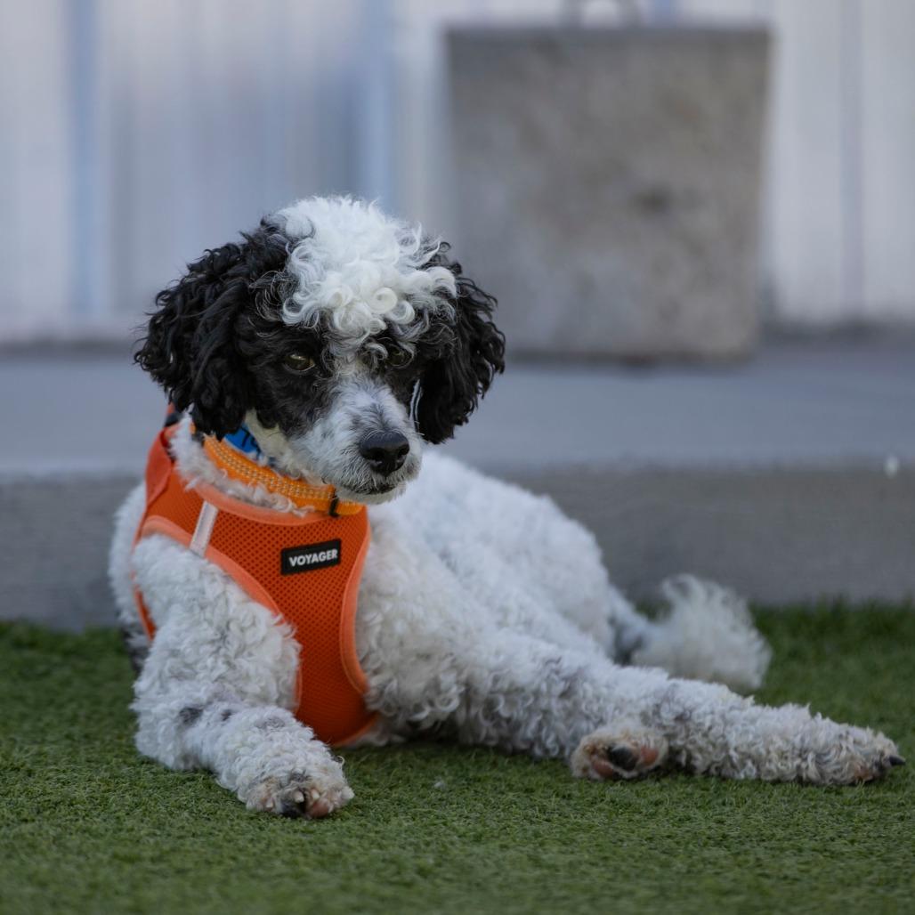 Enlarge Samson (F26-79), a Adoptable Poodle in Peyton, CO image 4/6
