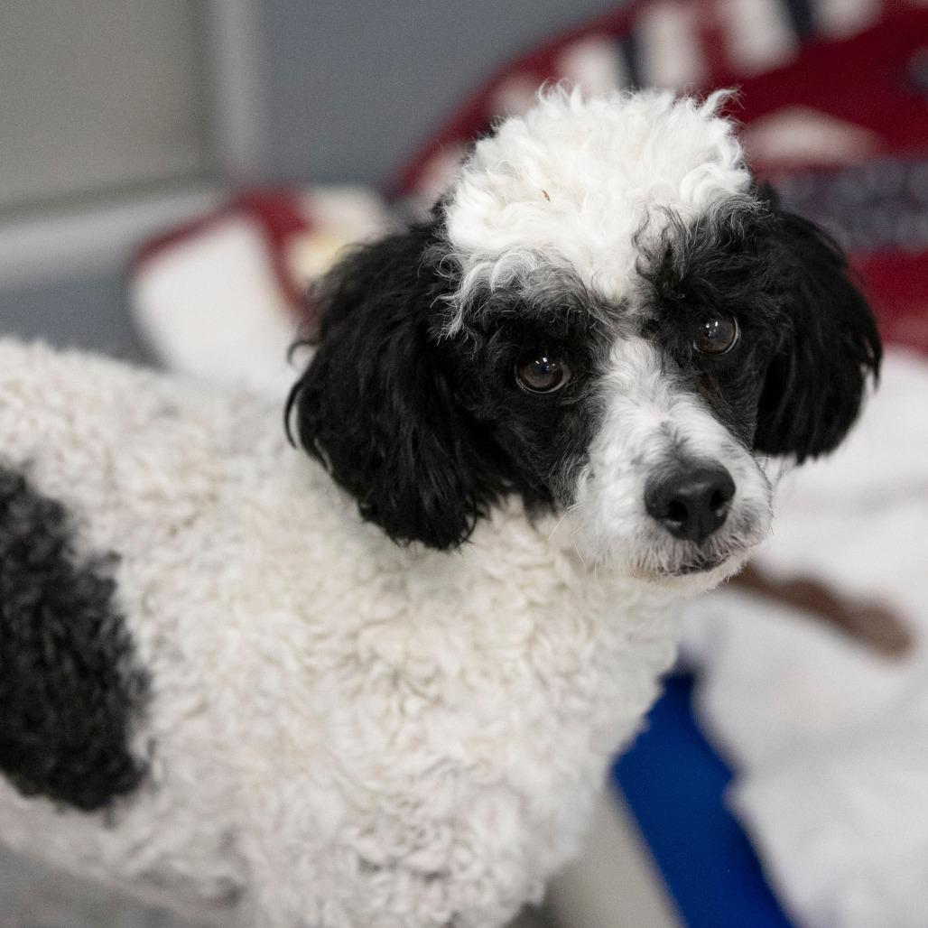 Enlarge Samson (F26-79), a Adoptable Poodle in Peyton, CO image 5/6