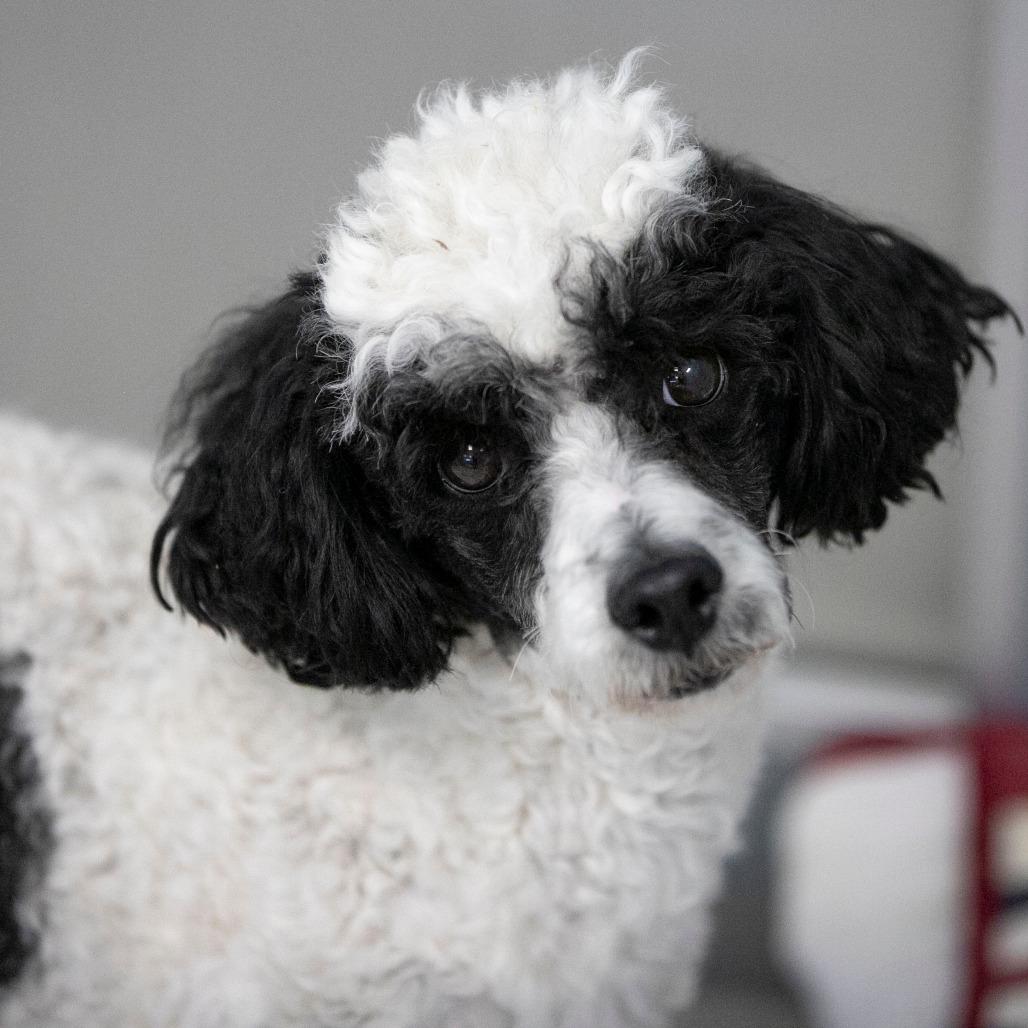 Enlarge Samson (F26-79), a Adoptable Poodle in Peyton, CO image 6/6