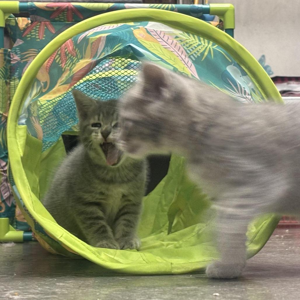 Vira, Adoptable, Kitten Female Domestic Short Hair.