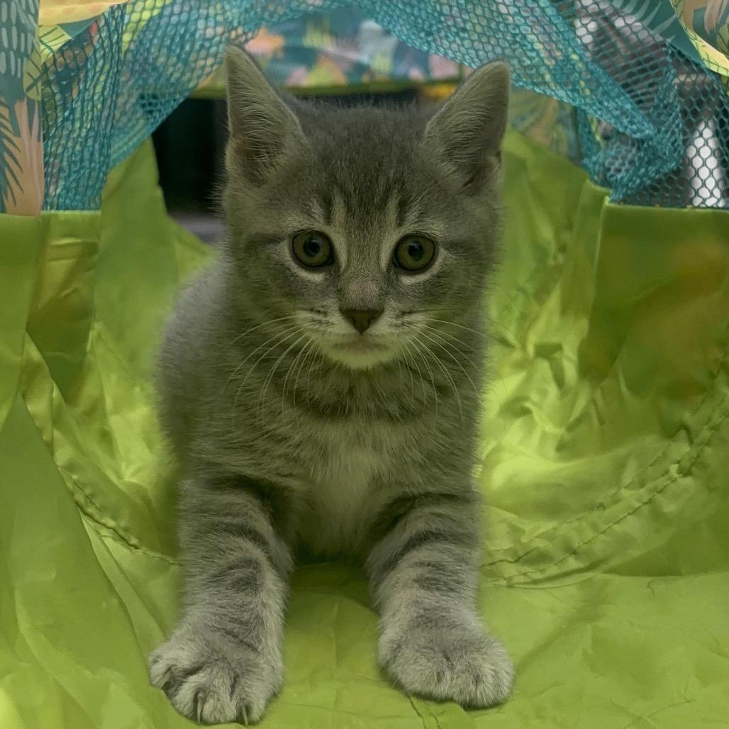 Enlarge Vira, a Adoptable Domestic Short Hair in Waynesburg, PA image 2/5