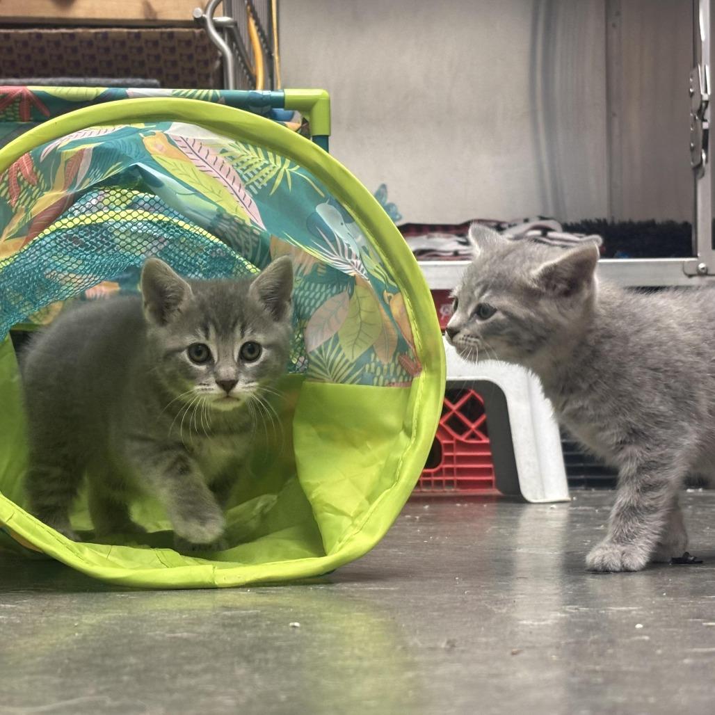 Enlarge Vira, a Adoptable Domestic Short Hair in Waynesburg, PA image 4/5