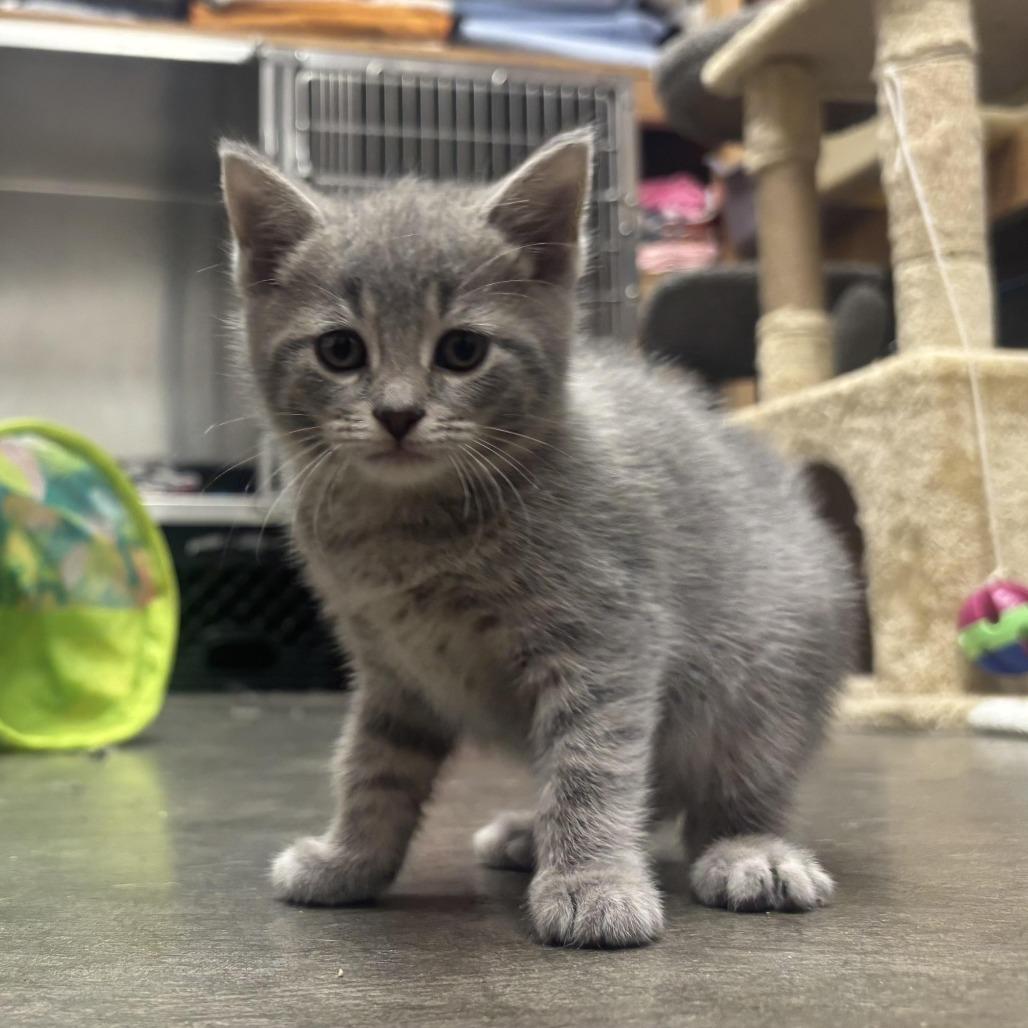 Enlarge Vira, a Adoptable Domestic Short Hair in Waynesburg, PA image 5/5