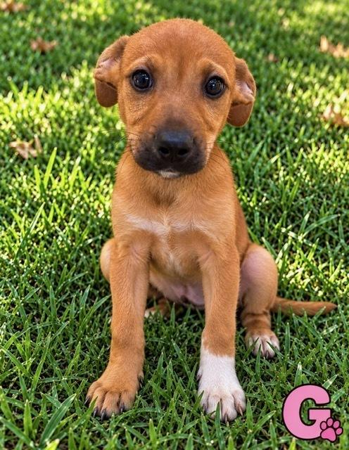 Baby McLaren, Adopted, Puppy Female Labrador Retriever.
