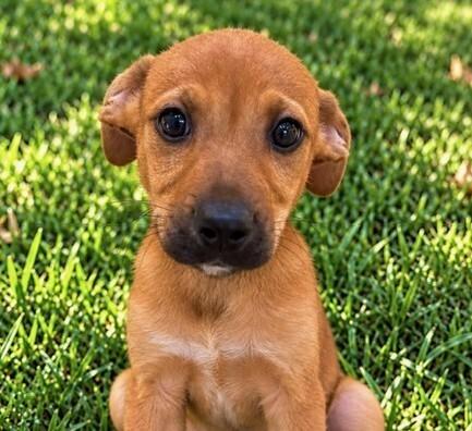 Enlarge Baby McLaren, a Adopted mixed breed in Washington, DC image 2/2