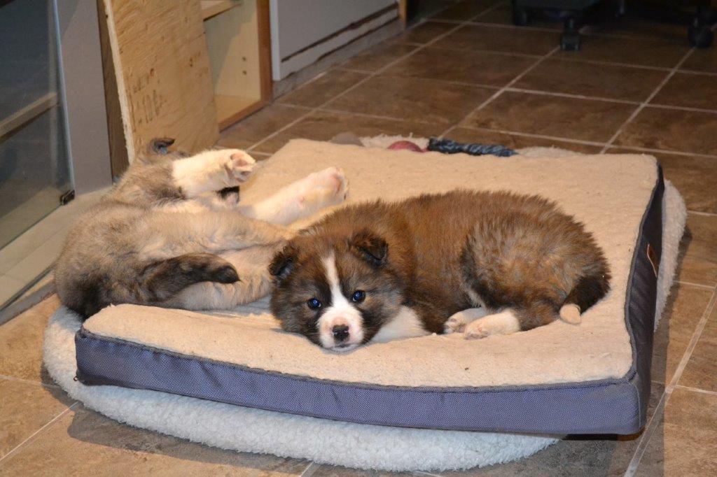 Duffy, Adoptable, Puppy Male Husky.