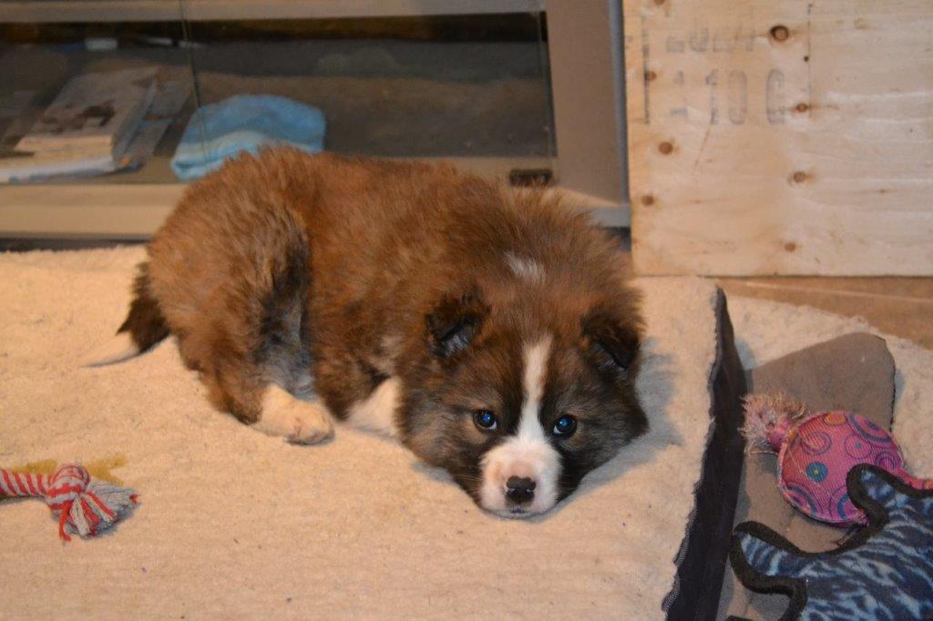 Enlarge Duffy, a Adoptable Husky in Etobicoke, ON image 2/2