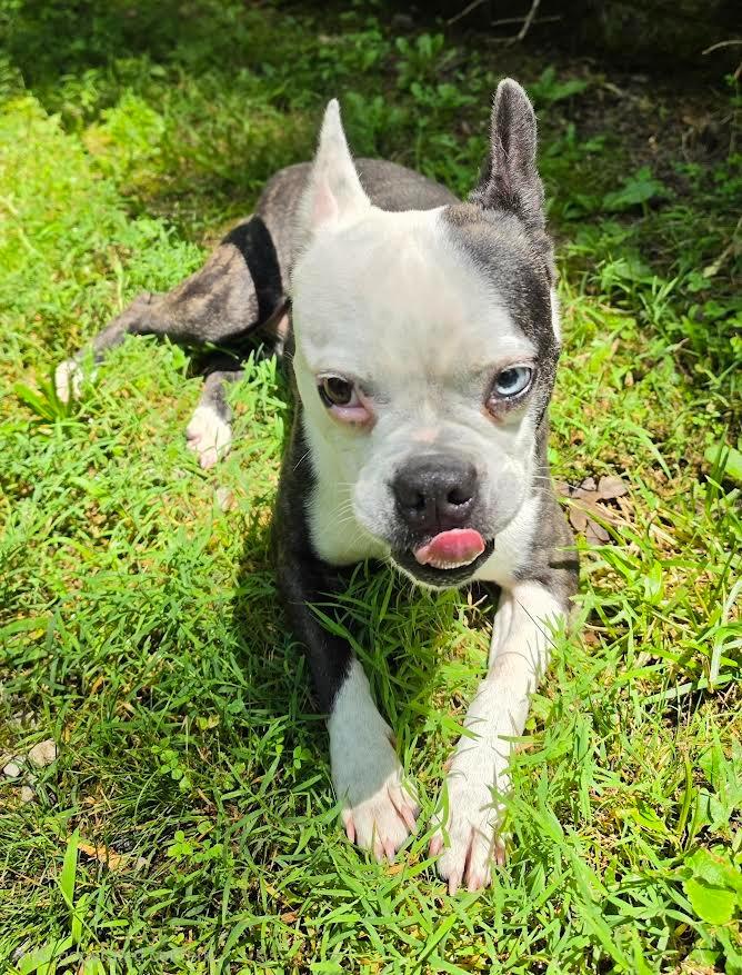 Athena, Adoptable, Adult Female French Bulldog & Boston Terrier.