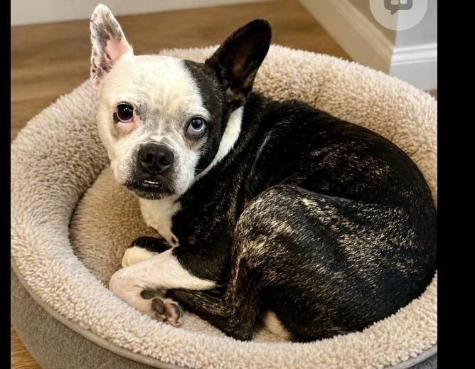 Athena, Adoptable, Adult Female French Bulldog & Boston Terrier.