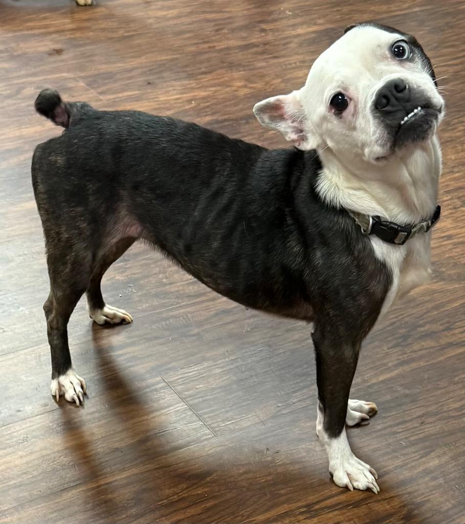 Enlarge Athena, a Adoptable mixed breed in Crossville, TN image 3/6