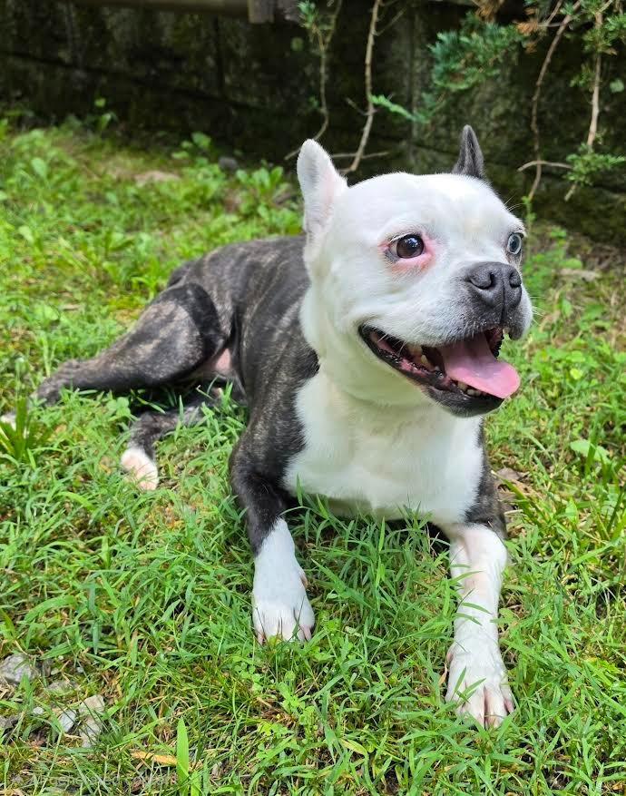 Enlarge Athena, a Adoptable mixed breed in Crossville, TN image 3/6