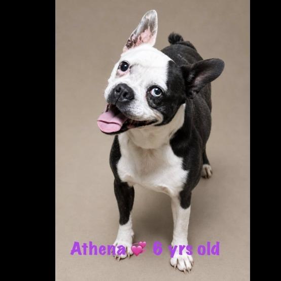 Enlarge Athena, a Adoptable mixed breed in Crossville, TN image 5/6