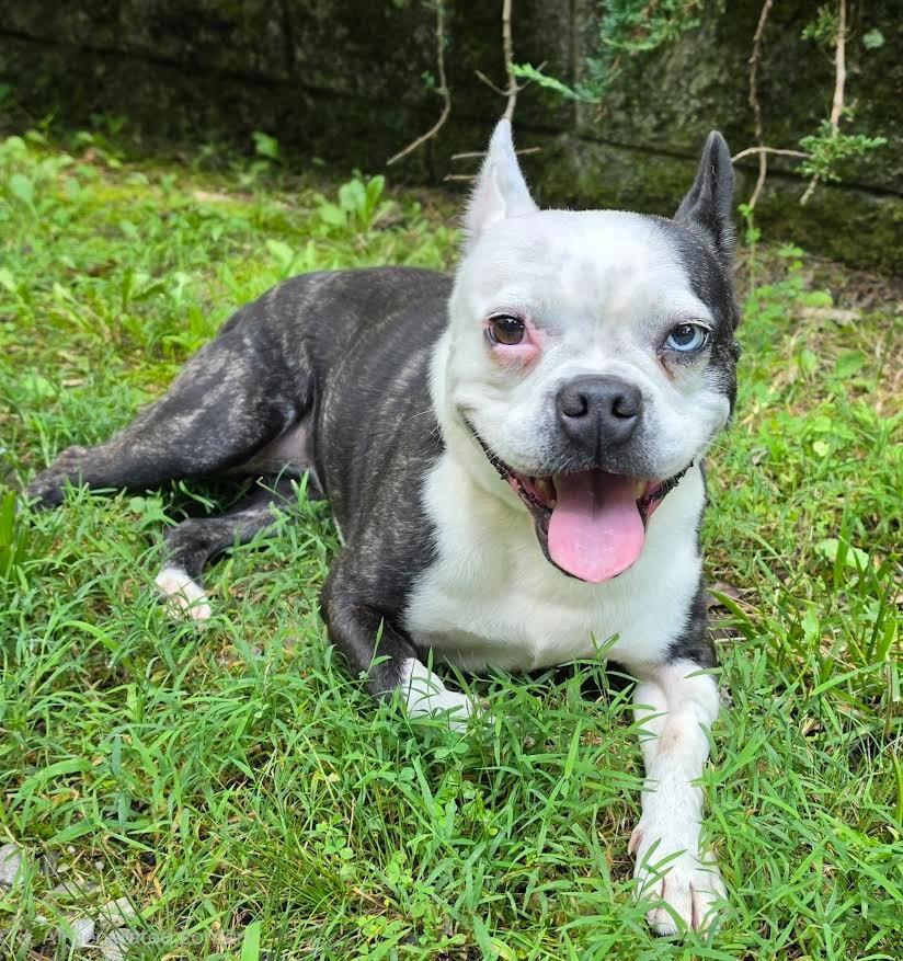 Enlarge Athena, a Adoptable mixed breed in Crossville, TN image 6/6