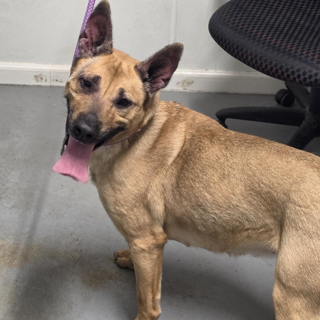 Calista, Adoptable, Adult Female Mixed Breed.