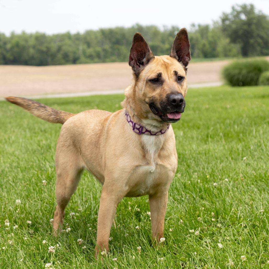 Calista, a Adoptable Mixed Breed in Troy, IL image 2/3