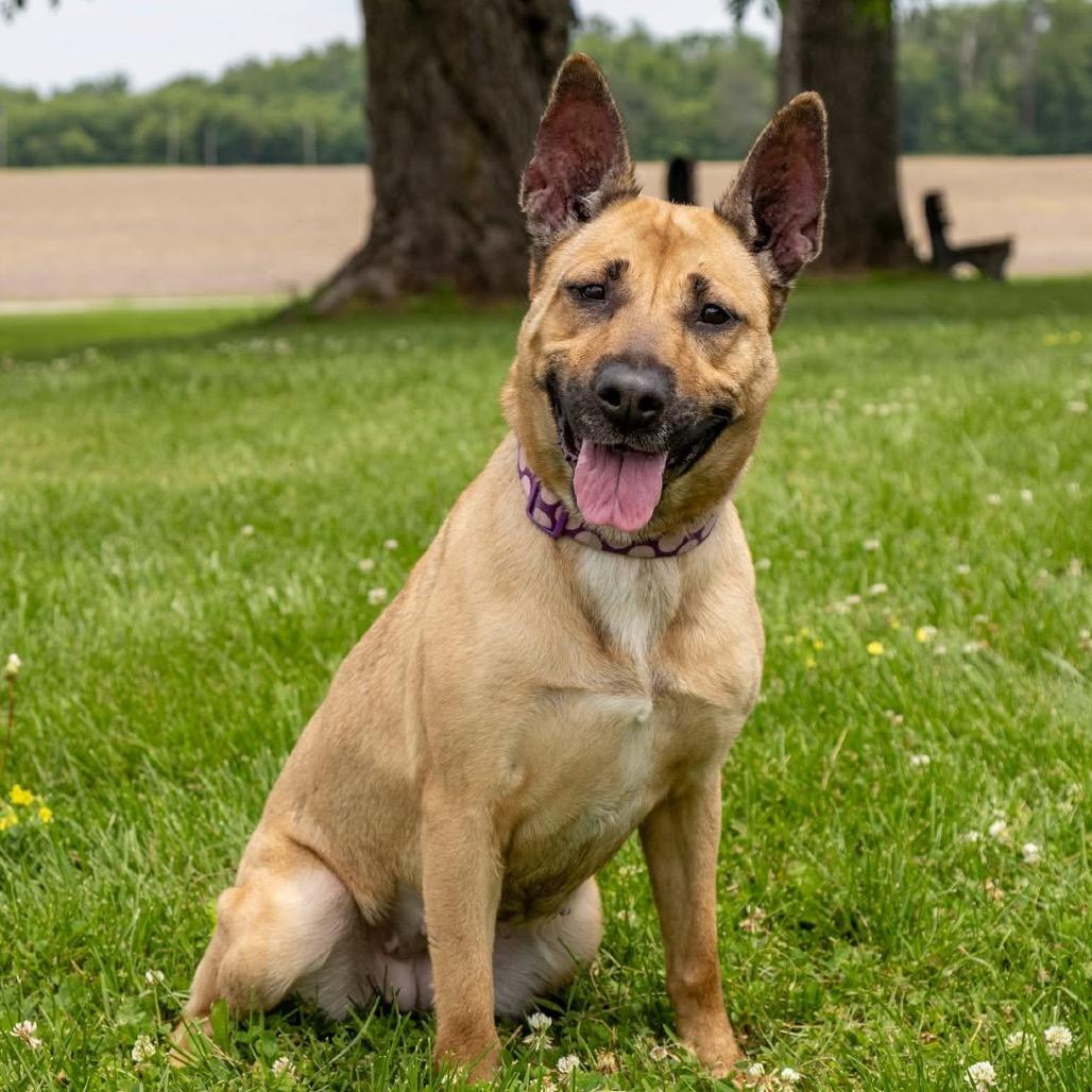 Calista, a Adoptable Mixed Breed in Troy, IL image 3/3
