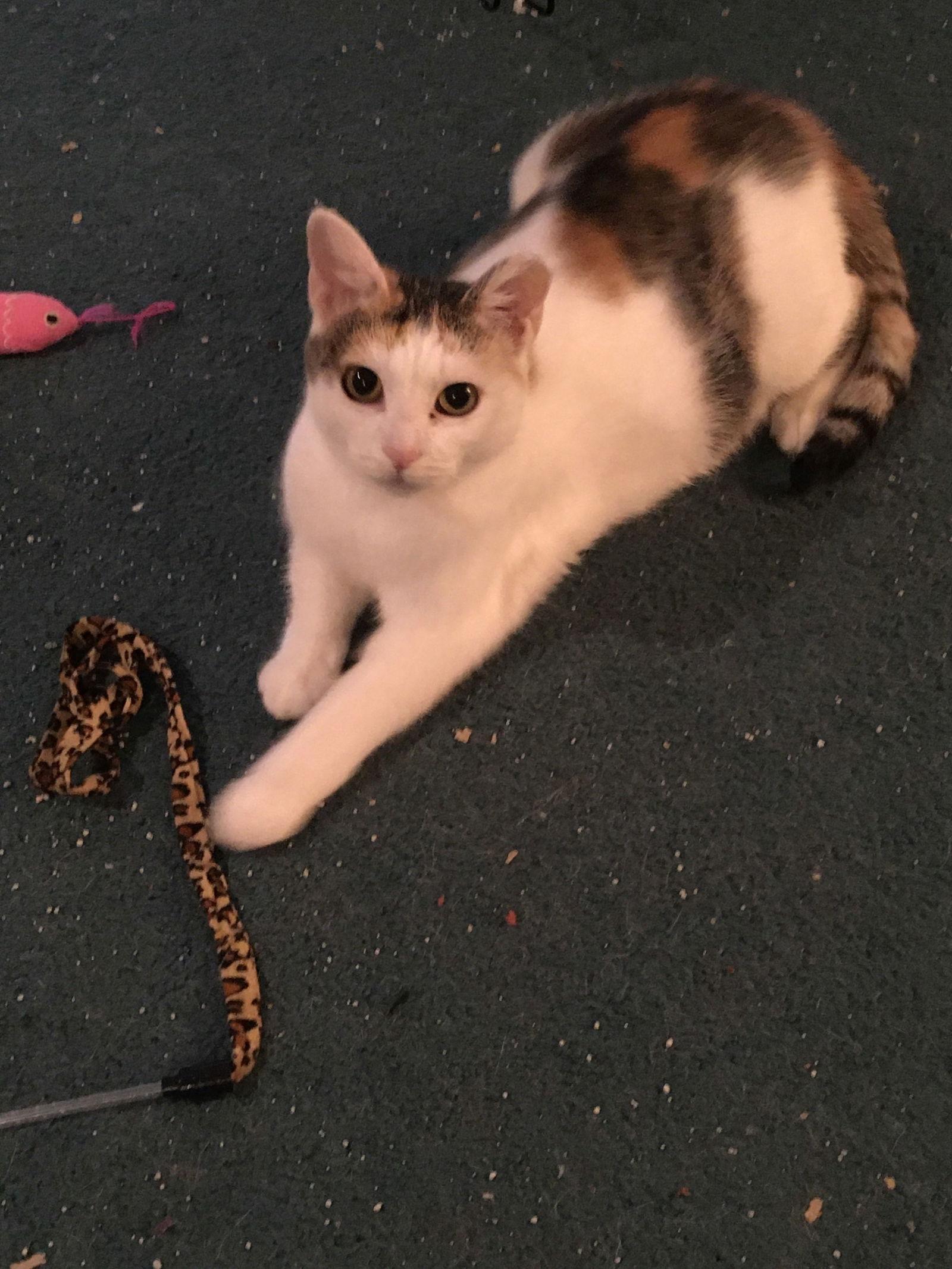 Sweet Pea, Adoptable, Adult Female Calico.