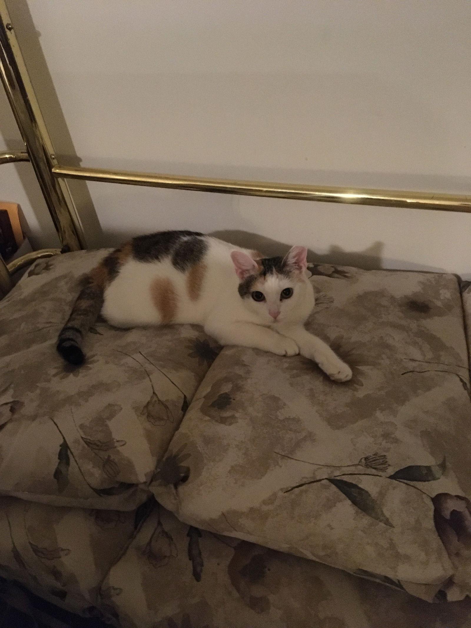 Sweet Pea, Adoptable, Adult Female Calico.