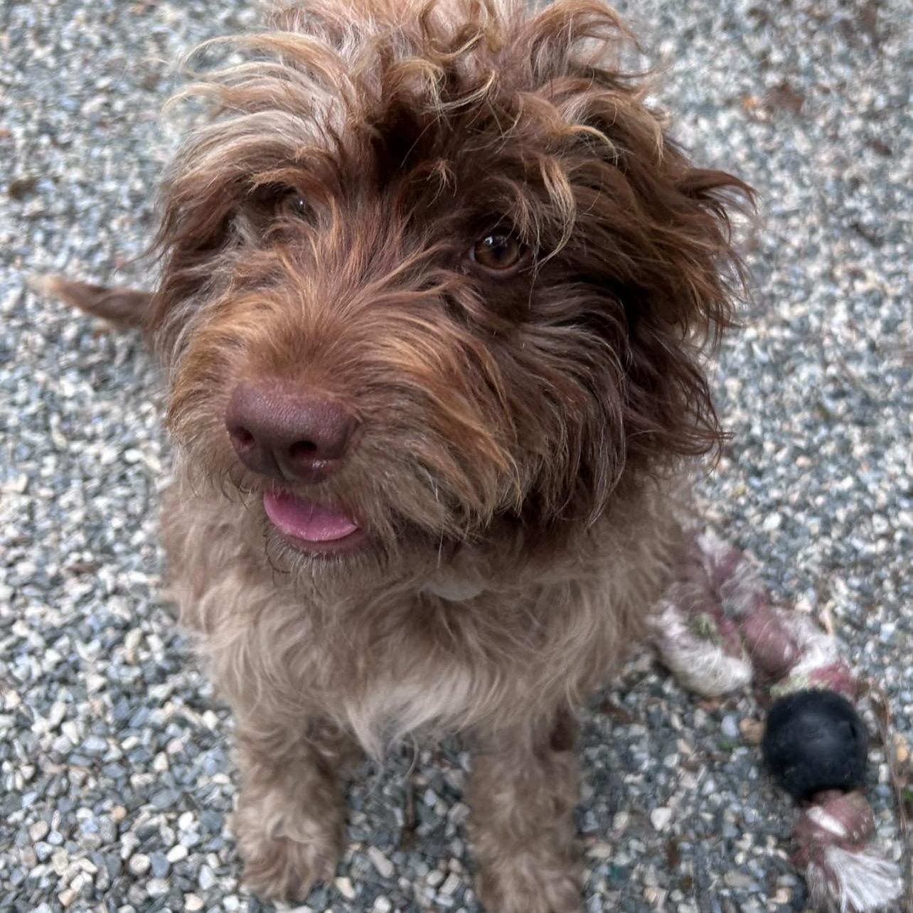 Enlarge Stella Brown, an adoptable mixed breed in Bryson City, NC image 1/1