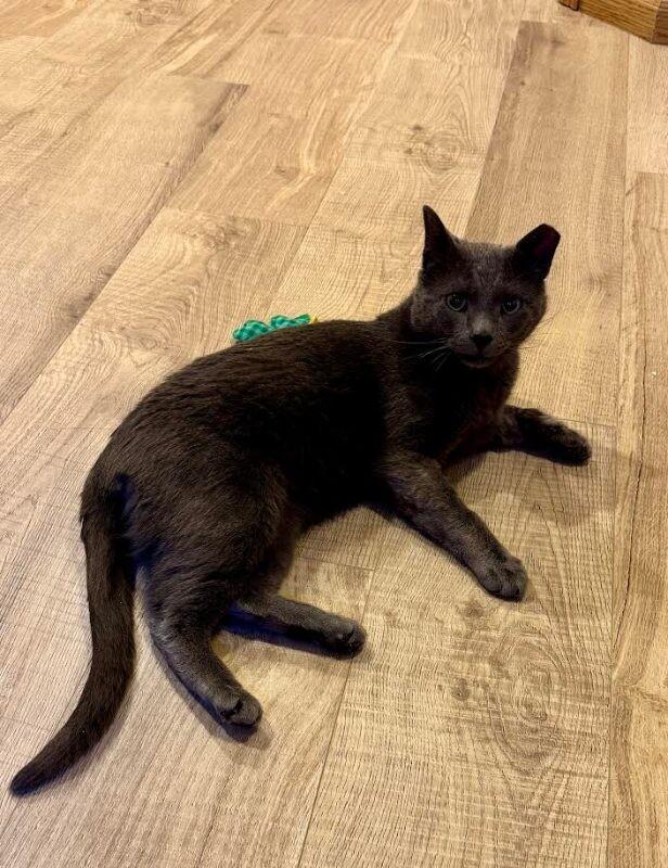 Dan, Adoptable, Adult Male Domestic Short Hair.