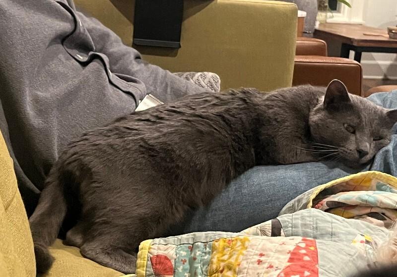 Dan, a Adoptable Domestic Short Hair in Fort Collins, CO image 2/6