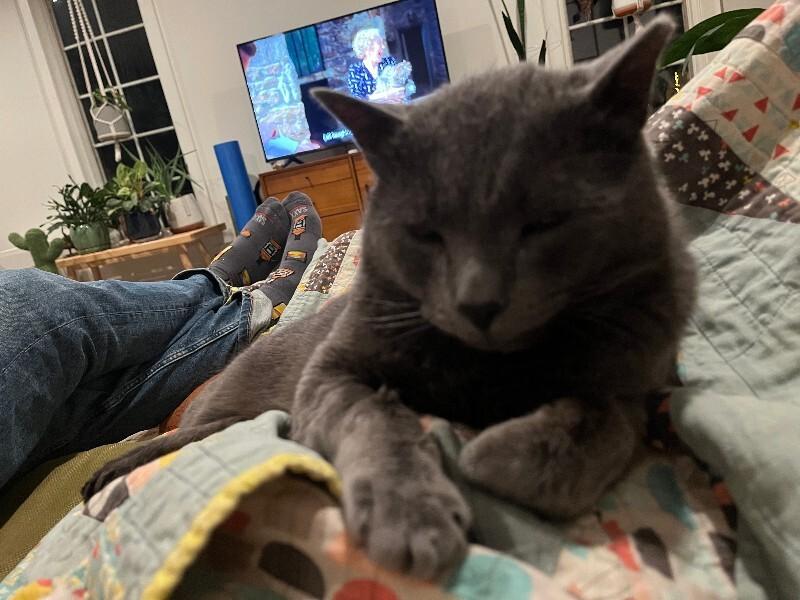 Dan, a Adoptable Domestic Short Hair in Fort Collins, CO image 3/6