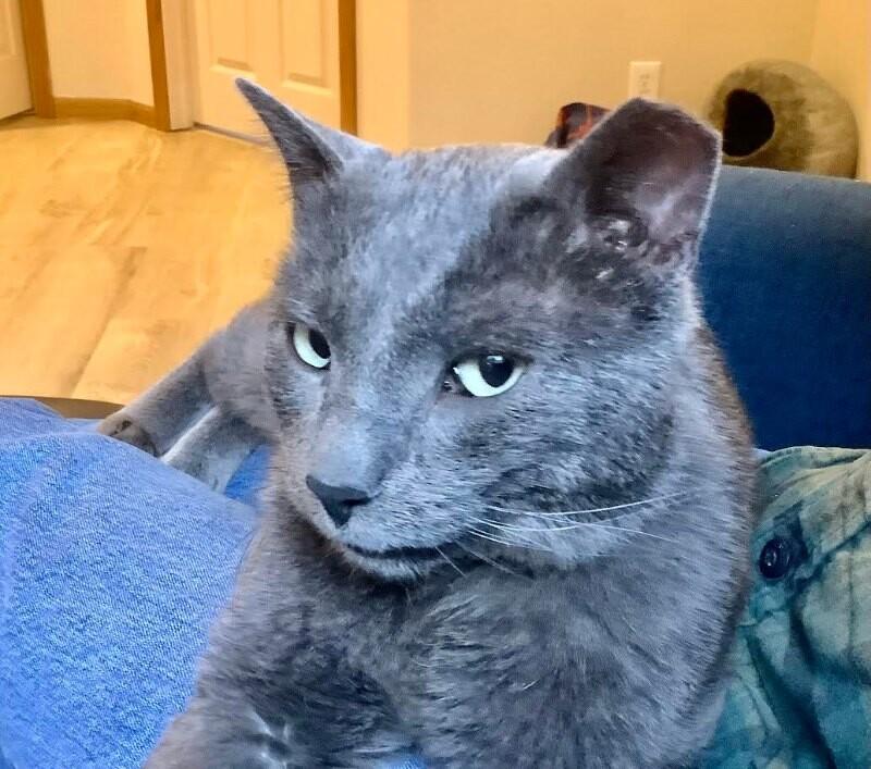 Dan, a Adoptable Domestic Short Hair in Fort Collins, CO image 4/6