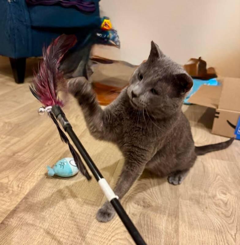 Dan, a Adoptable Domestic Short Hair in Fort Collins, CO image 5/6