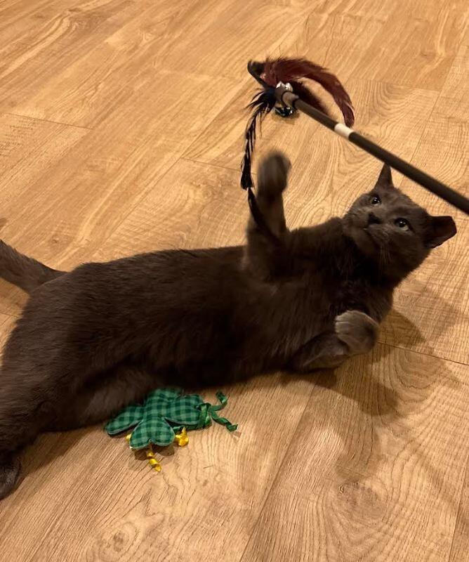 Dan, a Adoptable Domestic Short Hair in Fort Collins, CO image 6/6