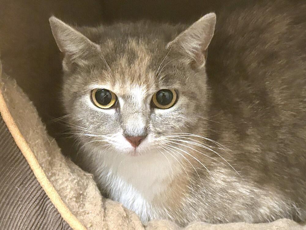 Bootsie, a Adoptable mixed breed in Mooresville, NC image 1/3