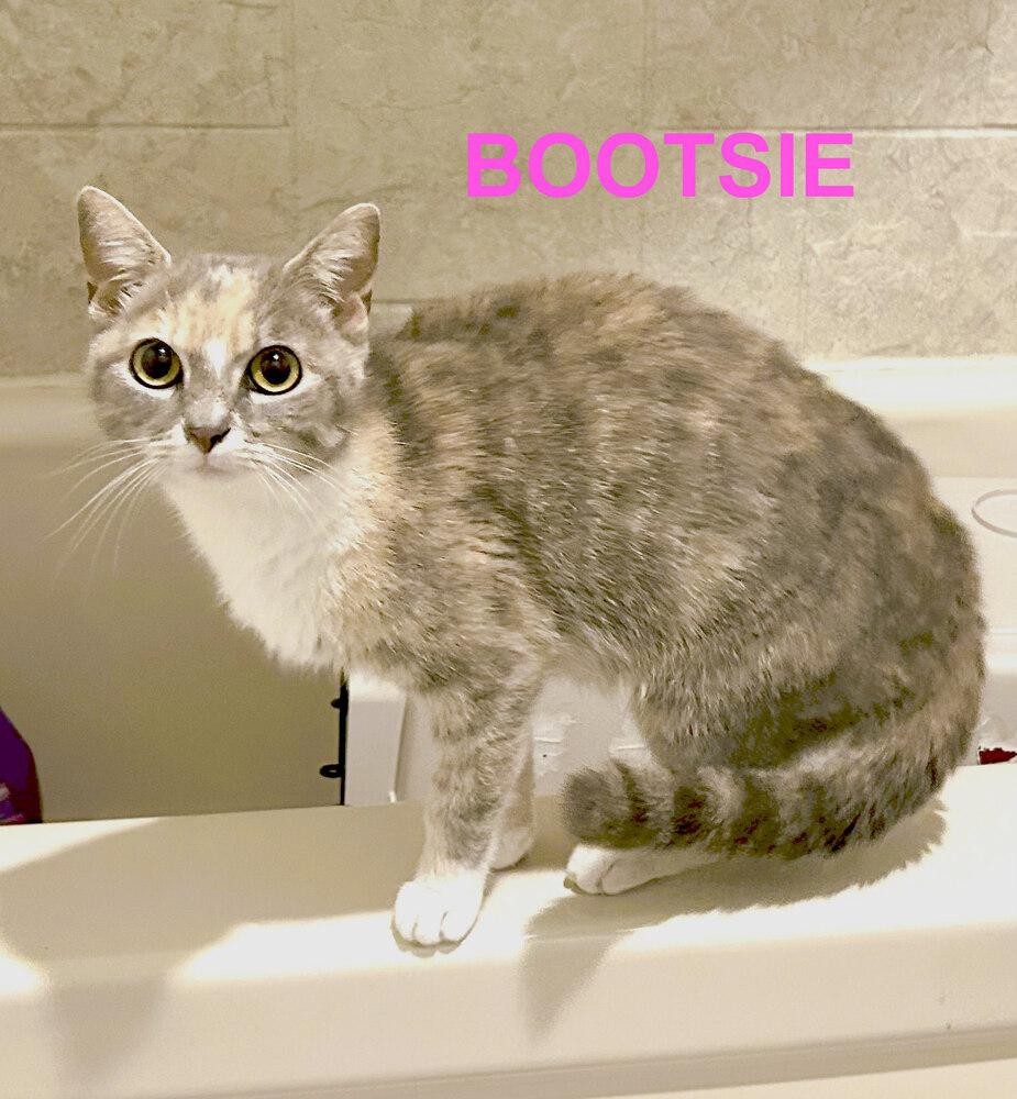 Bootsie, a Adoptable mixed breed in Mooresville, NC image 2/3
