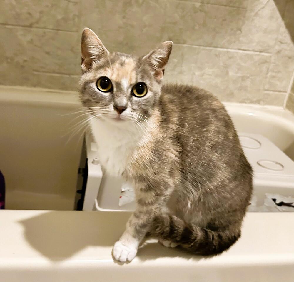 Bootsie, a Adoptable mixed breed in Mooresville, NC image 3/3