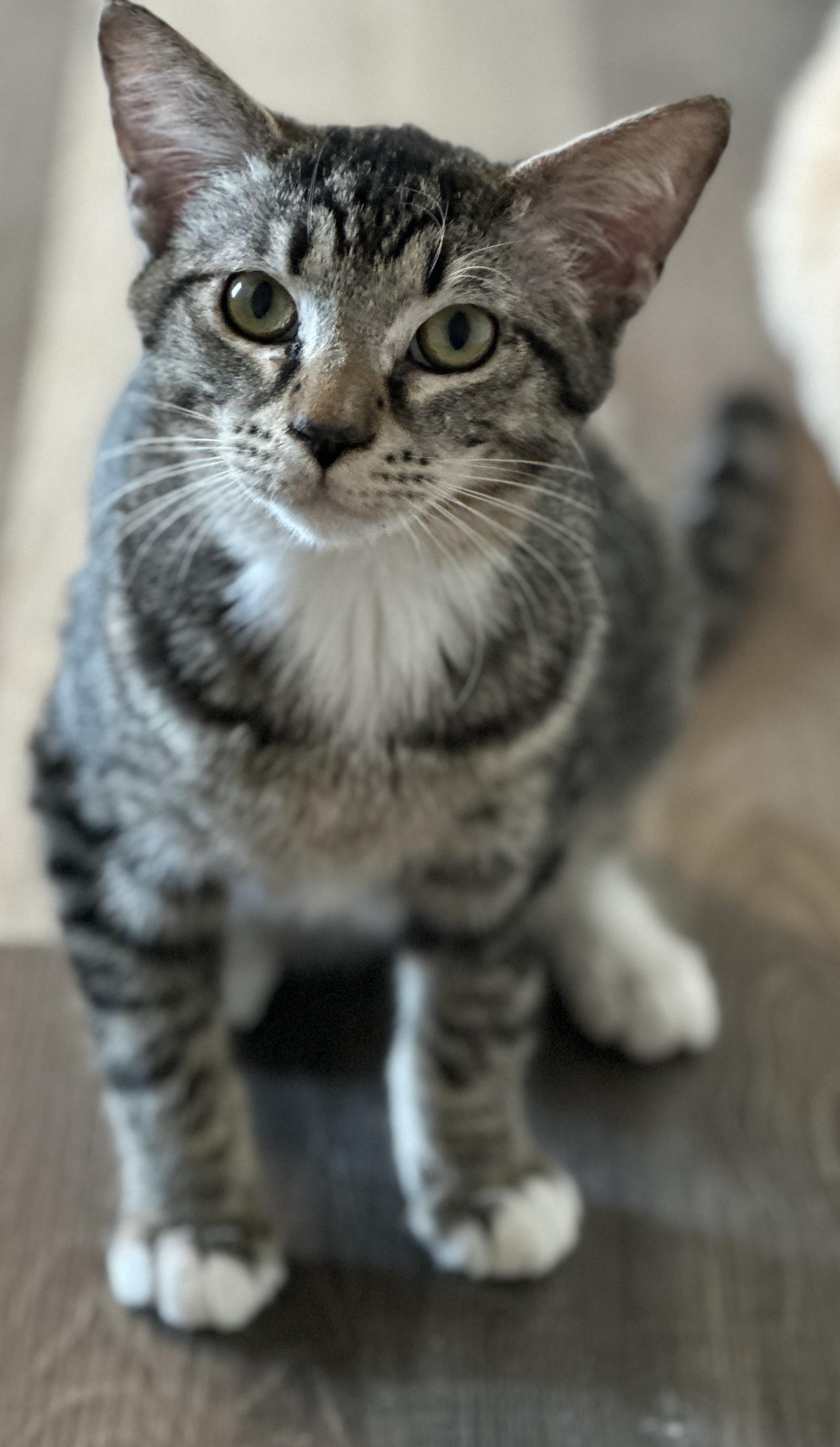 Enlarge Cookie, a ADOPTABLE Tabby in San Saba, TX image 1/1