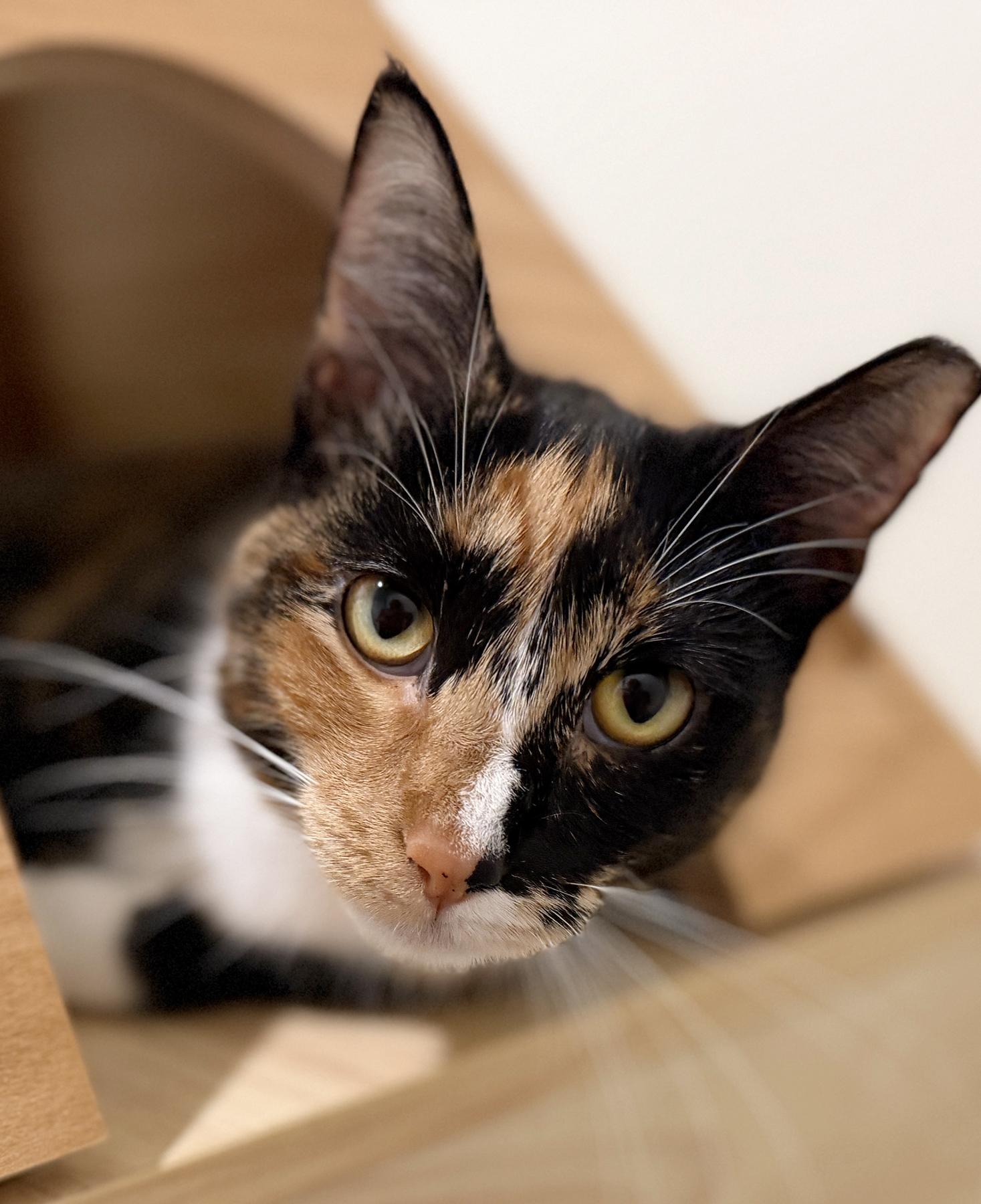 Enlarge Daisy May, an adopted Domestic Short Hair in North Fort Myers, FL image 2/2