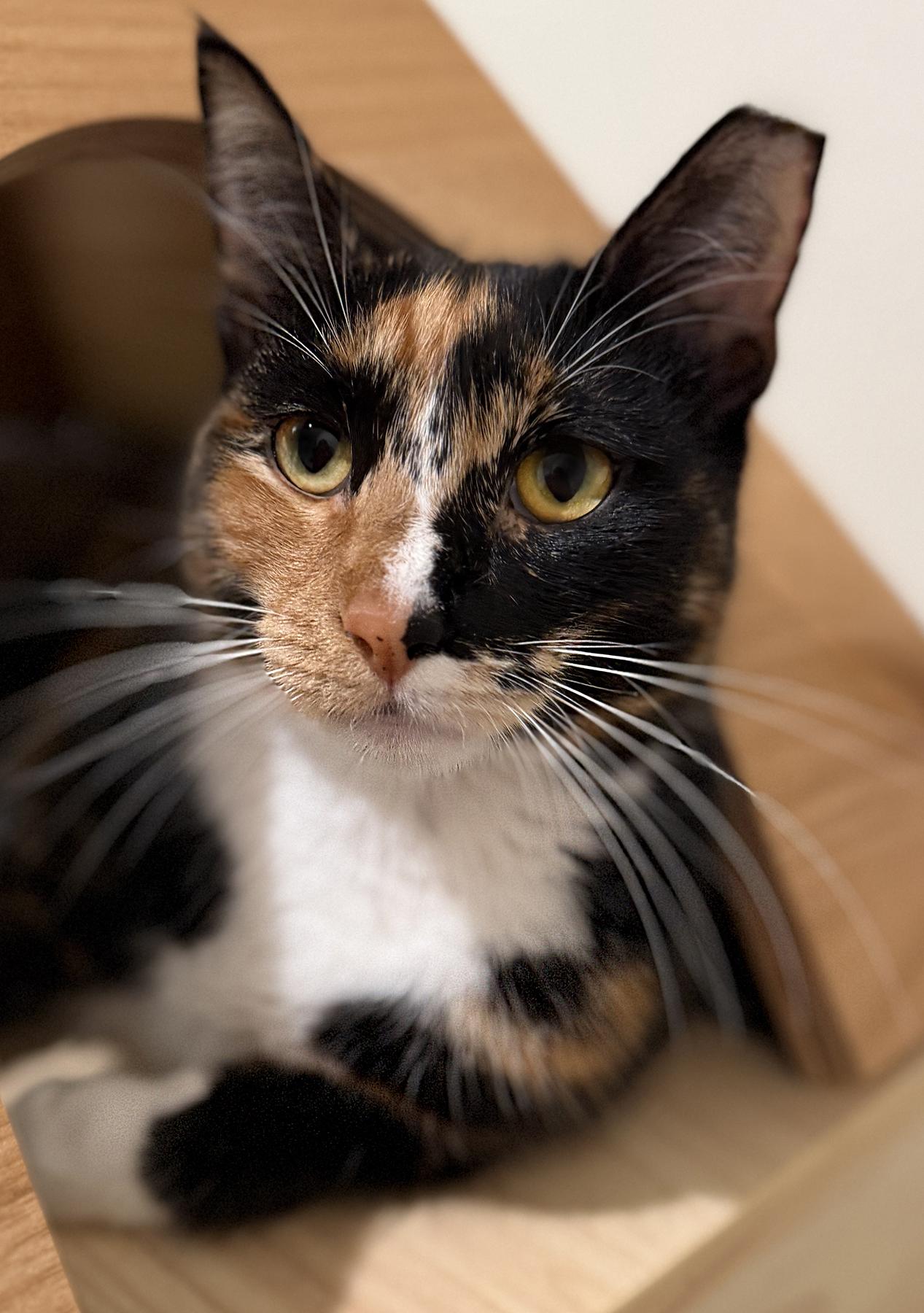 Daisy May, adopted, Young Female Domestic Short Hair.