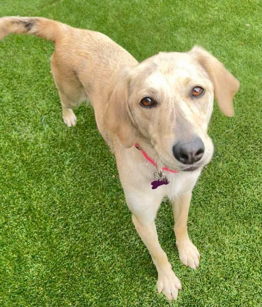 Enlarge Jillie, a ADOPTABLE mixed breed in Washington , PA image 1/1