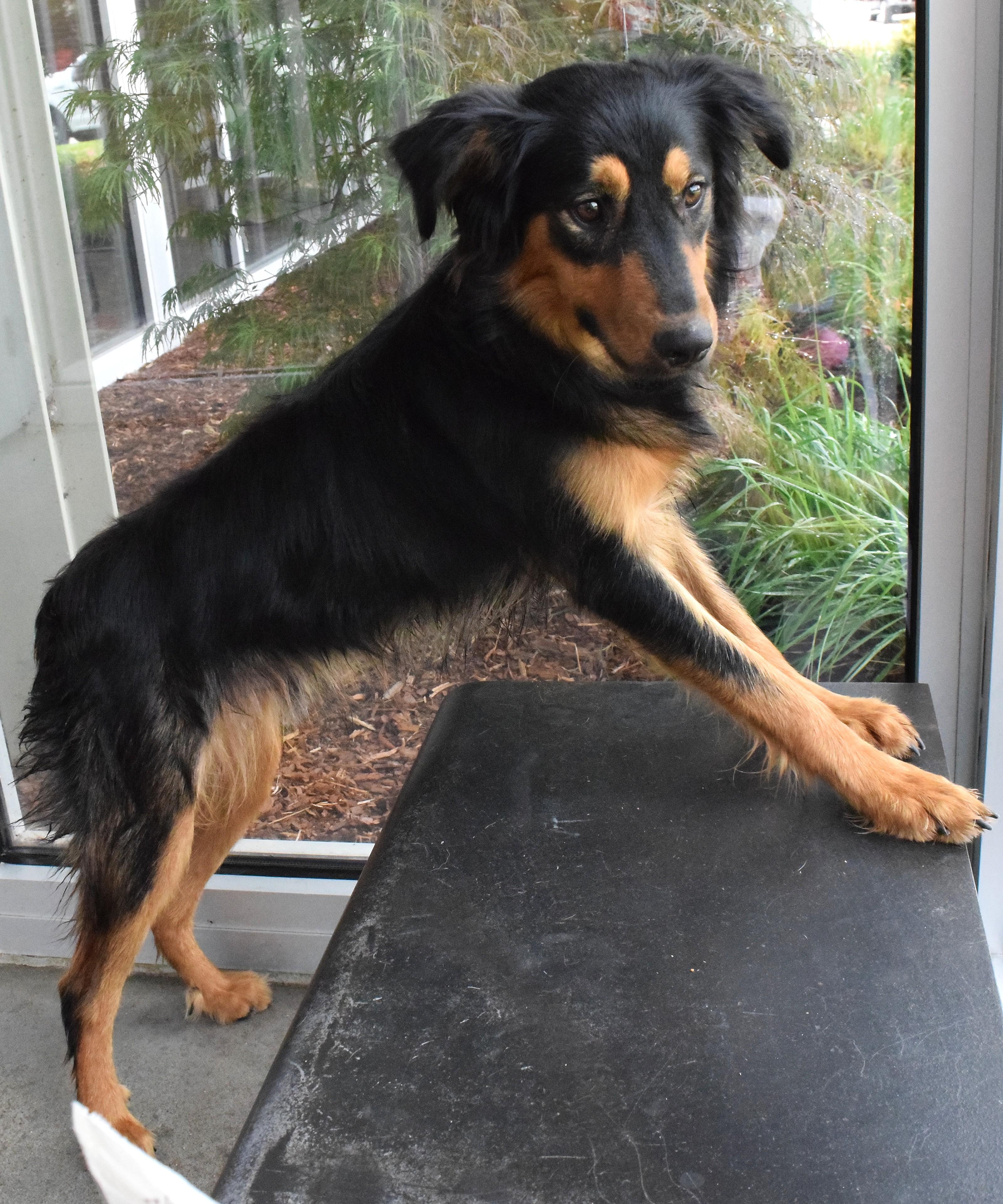 22263, ADOPTABLE, Adult Female Australian Shepherd.