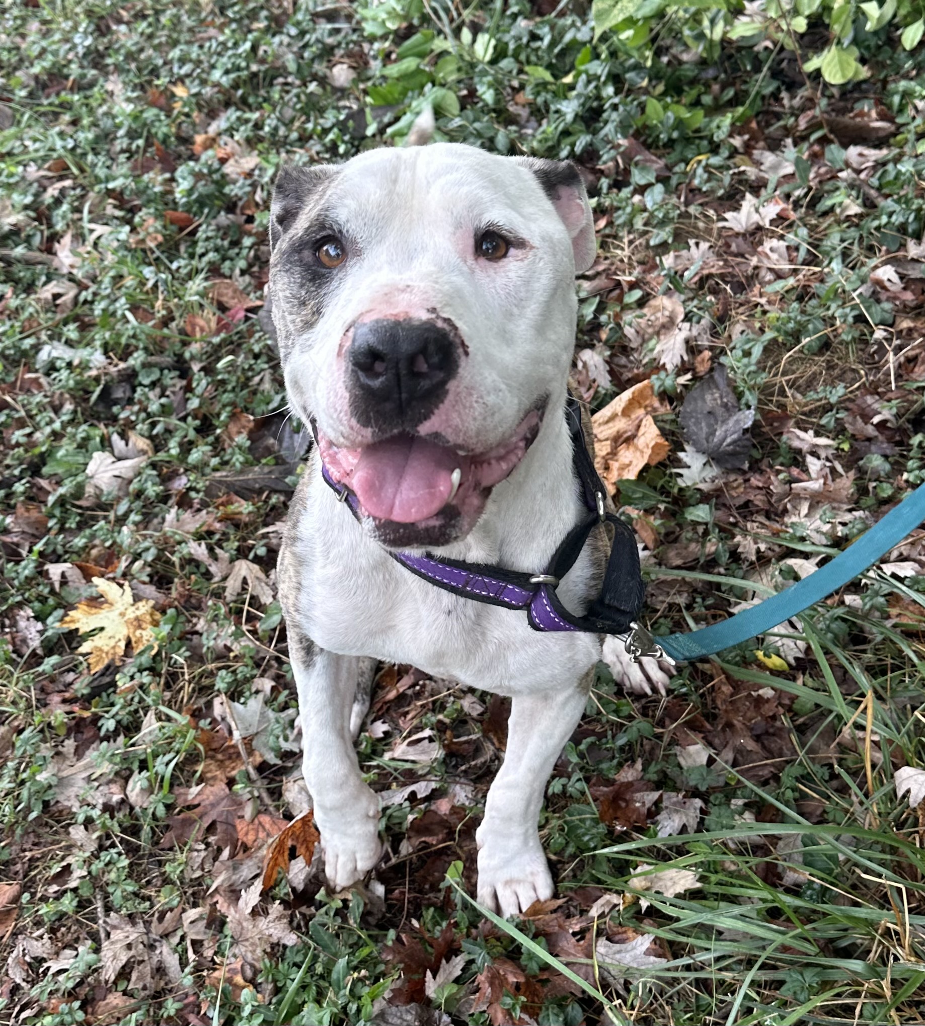 Enlarge Candy Cane, a Adoptable mixed breed in Maysville, KY image 1/6