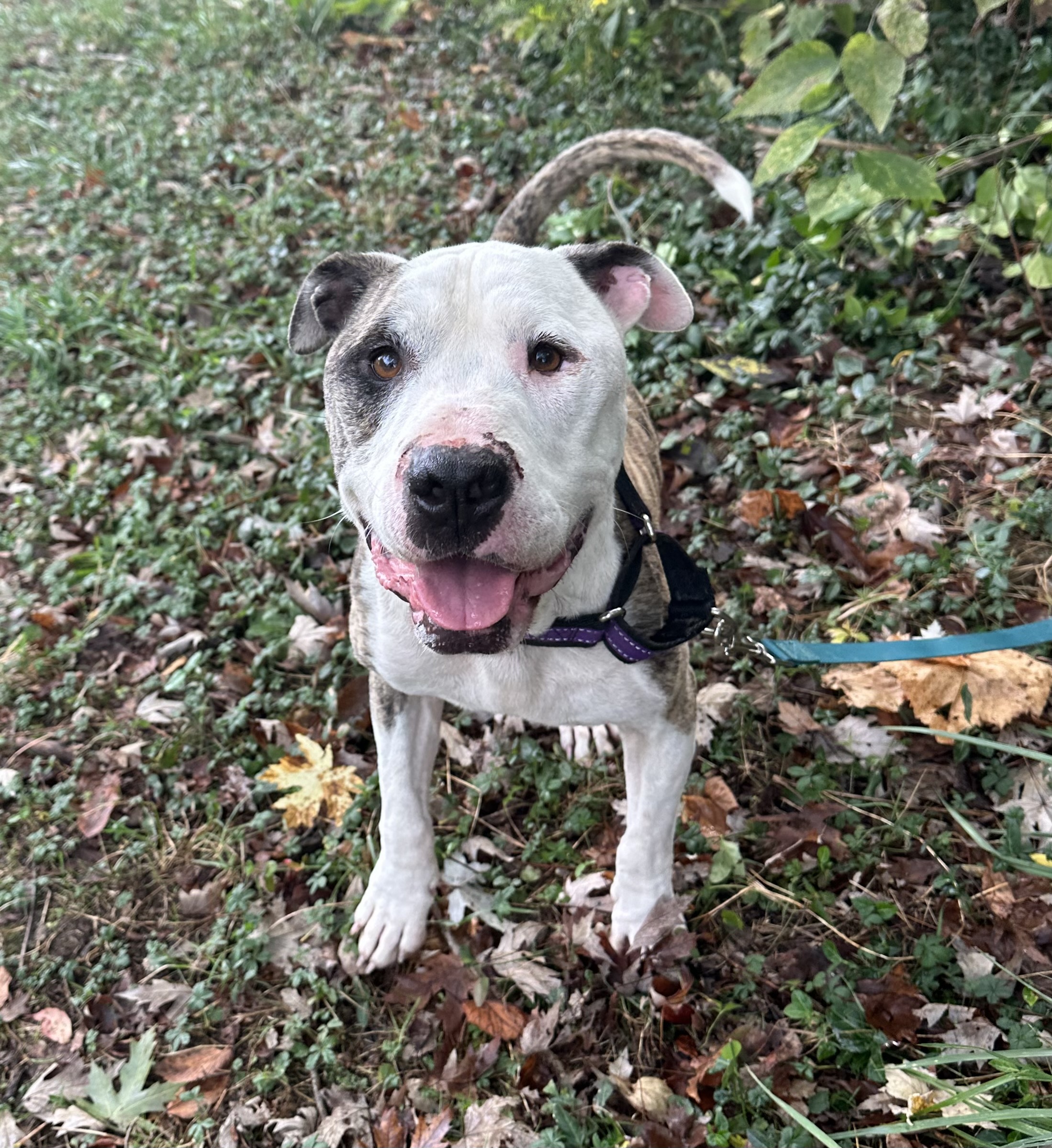 Enlarge Candy Cane, a Adoptable mixed breed in Maysville, KY image 2/6