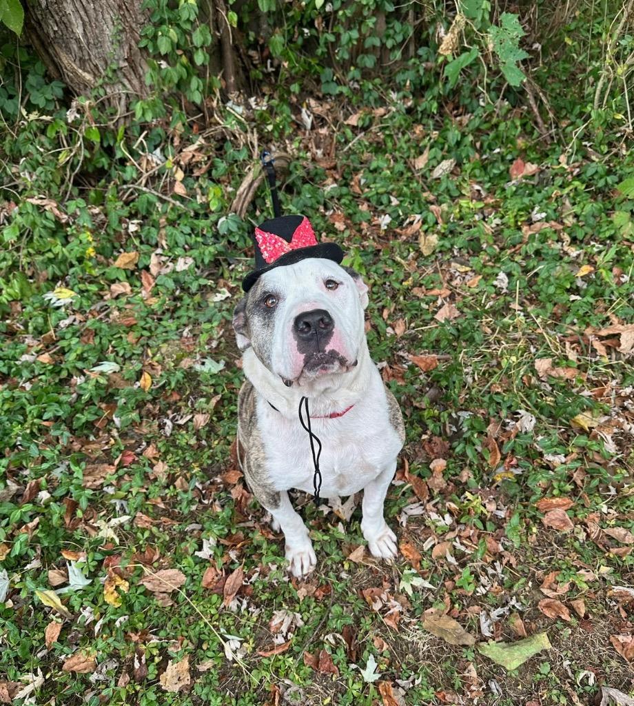 Candy Cane, Adoptable, Senior Male American Staffordshire Terrier.